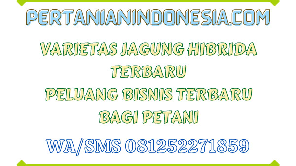 Varietas Jagung Hibrida Terbaru Peluang Bisnis Terbaru Bagi Petani